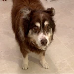 Meet your Posher, Alex